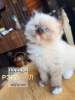 Photo №2 to announcement № 98867 for the sale of ragdoll - buy in Russian Federation from nursery, breeder