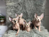 Photo №3. Sphynx and elf kittens for sale. Germany