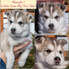 Photo №2 to announcement № 10423 for the sale of siberian husky - buy in Russian Federation breeder