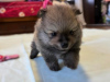Photo №2 to announcement № 62798 for the sale of german spitz - buy in Israel from nursery