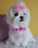 Photo №1. maltese dog - for sale in the city of Kiev | 1500$ | Announcement № 76444