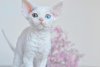 Photo №1. devon rex - for sale in the city of Eindhoven | 2325$ | Announcement № 44543