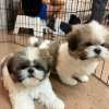 Photo №1. shih tzu - for sale in the city of Illinois City | 700$ | Announcement № 93495