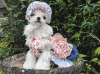 Photo №3. Registered Maltese Terrier puppies for sale Kc. Greece