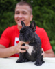 Photo №1. french bulldog - for sale in the city of Lübeck | 380$ | Announcement № 127369