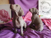 Photo №4. I will sell weimaraner in the city of Samara. private announcement, breeder - price - negotiated