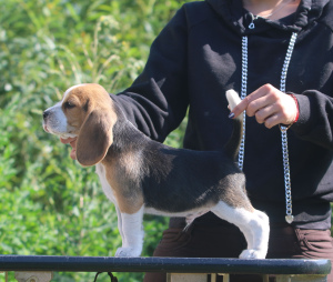 Photo №2 to announcement № 2899 for the sale of beagle - buy in Belarus from nursery