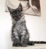 Photo №2 to announcement № 120849 for the sale of maine coon - buy in Germany private announcement