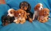 Photo №1. cavalier king charles spaniel - for sale in the city of London Borough of Camden | 634$ | Announcement № 75565