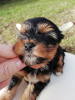 Photo №3. Puppies available for reservation. Estonia
