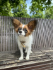 Photo №1. papillon dog - for sale in the city of Торонто | 845$ | Announcement № 103230