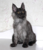 Photo №1. maine coon - for sale in the city of St. Petersburg | 483$ | Announcement № 25854