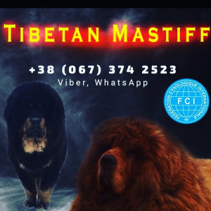 Additional photos: Sale of Tibet