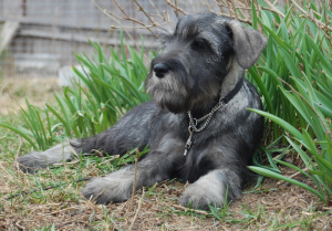 Photo №3. Kennel RKF Champion & quot; From Green Grove & quot; offers for sale. Russian Federation