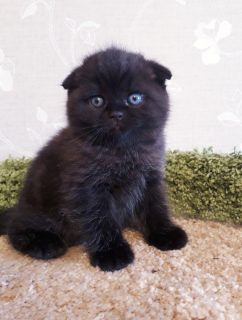 Photo №2 to announcement № 6205 for the sale of scottish fold - buy in Russian Federation private announcement, breeder