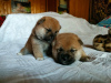 Photo №3. Shiba Inu puppies from RKF/FCI/NIPPO kennel. Russian Federation