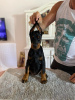 Photo №4. I will sell dobermann in the city of Novi Bečej. breeder - price - negotiated