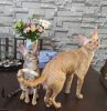 Photo №1. cornish rex - for sale in the city of Гамбург | 211$ | Announcement № 123672