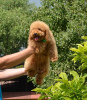 Photo №4. I will sell poodle (toy) in the city of Voronezh. from nursery, breeder - price - negotiated