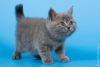 Photo №1. british shorthair - for sale in the city of London | negotiated | Announcement № 95901