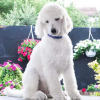 Photo №2 to announcement № 114217 for the sale of poodle (royal) - buy in Serbia breeder