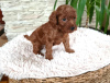 Additional photos: Toy red poodle puppies for sale