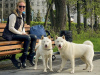 Photo №1. hokkaido dog - for sale in the city of Nizhny Novgorod | negotiated | Announcement № 41382
