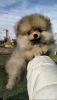 Photo №1. pomeranian - for sale in the city of Schönefeld | negotiated | Announcement № 97864