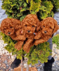 Photo №3. Toy Poodle and Miniature Poodle, puppies available. Serbia