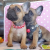 Photo №3. Champion French Bulldog available now for sale. Netherlands