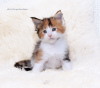 Photo №1. maine coon - for sale in the city of Kazan | negotiated | Announcement № 6244