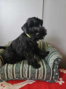 Additional photos: Black miniature schnauzer with a passport