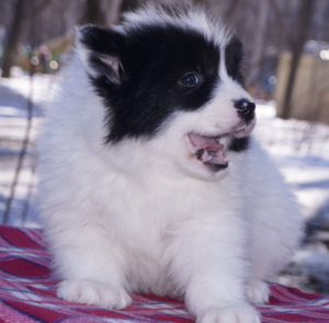 Photo №2 to announcement № 5785 for the sale of yakutian laika - buy in Russian Federation 