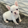 Additional photos: French Bulldog puppies for sale.