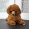 Photo №2 to announcement № 121776 for the sale of poodle (toy) - buy in Serbia breeder