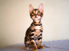 Photo №4. I will sell bengal cat in the city of Minsk. from nursery - price - 454$