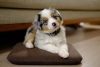 Photo №1. australian shepherd - for sale in the city of Riga | negotiated | Announcement № 112262