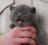 Photo №1. scottish fold - for sale in the city of New York | 350$ | Announcement № 102294