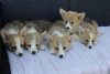 Additional photos: Welsh Corgi Pembroke puppies