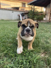 Photo №1. english bulldog - for sale in the city of Belgrade | negotiated | Announcement № 113698