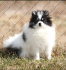 Photo №2 to announcement № 18784 for the sale of pomeranian - buy in Lithuania 