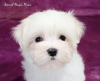 Photo №1. maltese dog - for sale in the city of Долинская | negotiated | Announcement № 26020
