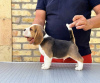 Additional photos: Beagle puppies from top show parents