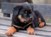 Photo №2 to announcement № 18075 for the sale of rottweiler - buy in Russian Federation private announcement
