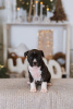 Additional photos: American Staffordshire Terrier puppies