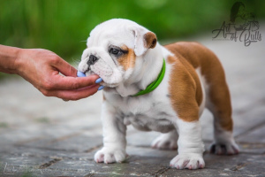 Photo №2 to announcement № 2451 for the sale of english bulldog - buy in Russian Federation from nursery