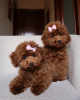 Photo №1. poodle (toy) - for sale in the city of Berlin | negotiated | Announcement № 102656