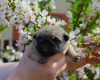 Photo №3. Baby pug. Russian Federation