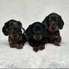 Photo №1. dachshund - for sale in the city of Berlin | negotiated | Announcement № 119712