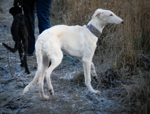 Photo №2 to announcement № 4115 for the sale of borzoi - buy in Russian Federation breeder